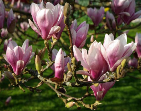 Magnolia soulangeana, šácholan Soulangeův, 70-80, k10l